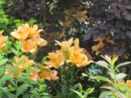 Lilies and cotinus